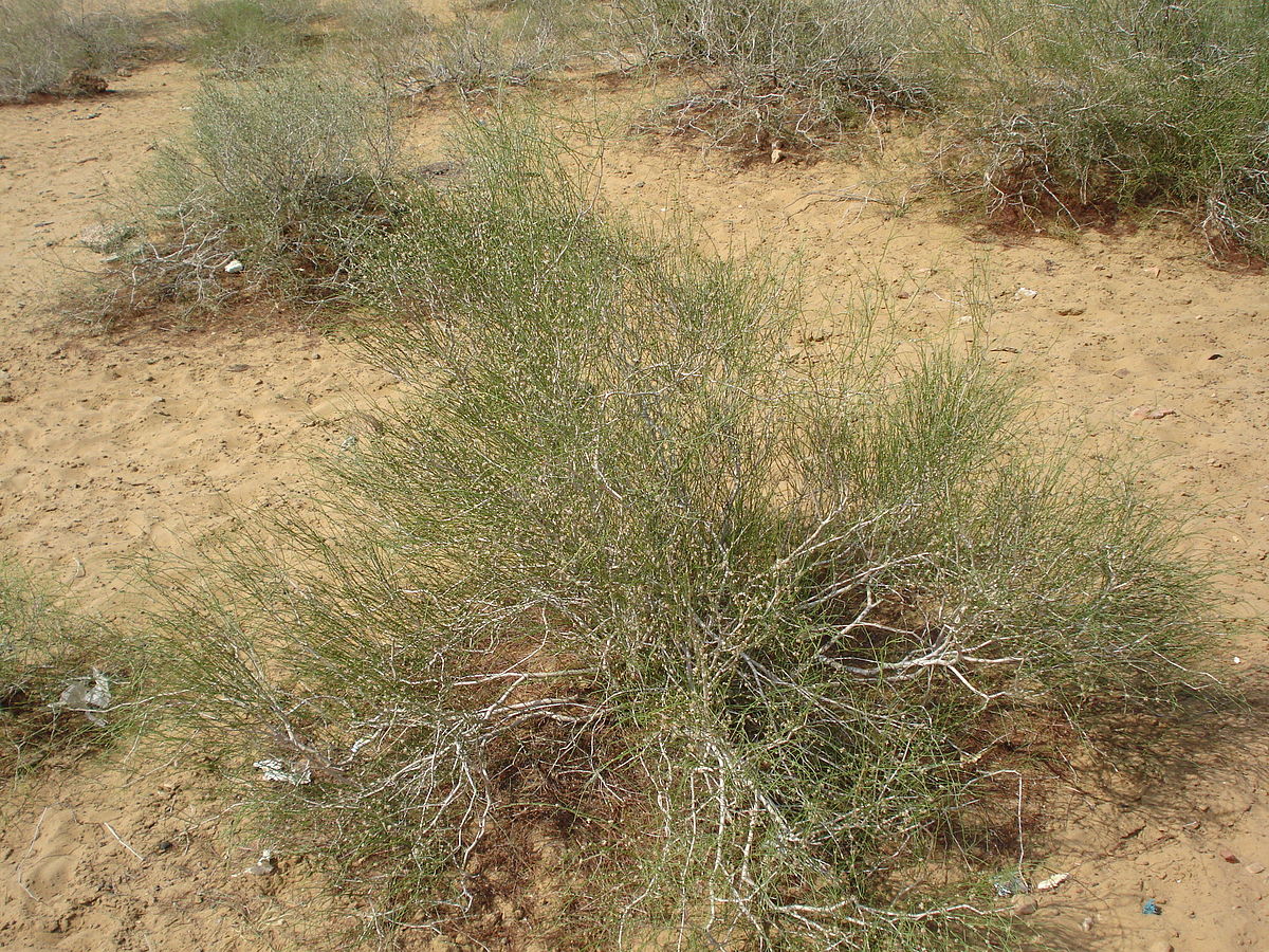 Fire bush